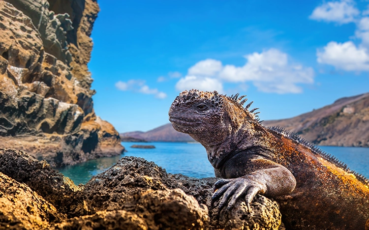  Eine Echse der Galapagos-Inseln sitzt auf einem Felsen, im Hintergrund erstreckt sich das blaue Meer unter blauem Himmel.
