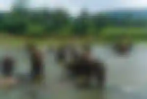 Elefantenherde im Fluss in Sri Lanka – exotisches warmes Reiseziel im Winter mit tropischer Natur