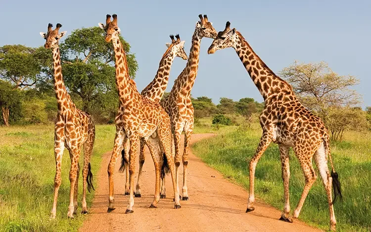 Gruppe von Giraffen überquert eine staubige Straße in der afrikanischen Savanne, umgeben von Grasland und einzelnen Bäumen