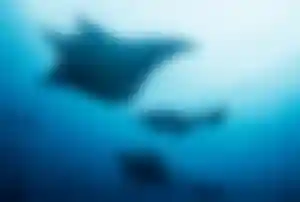 Mehrere Mantarochen gleiten im blauen Wasser beim Tauchen auf den Malediven