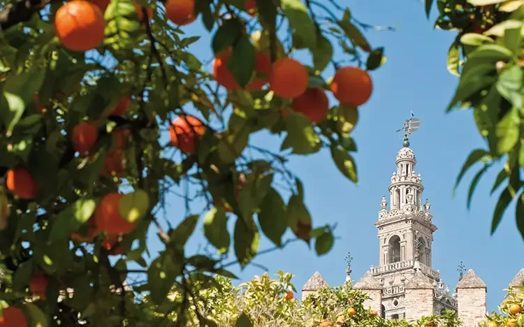 Orangenbäume vor historischer Architektur in Andalusien