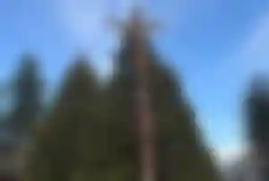 Traditioneller Totempfahl in einer Waldlandschaft unter blauem Himmel