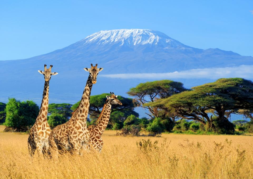 Kilimanjaro Trekking