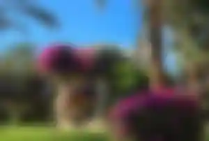 Hotelgebäude in Hurghada umgeben von Palmen und blühenden Sträuchern in einer gepflegten Gartenanlage