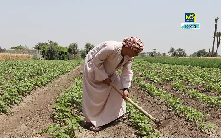 Landwirt arbeitet auf einem bewässerten Feld in Ägypten unter sonnigem Himmel.
