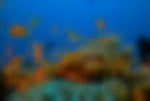Farbenfrohes Korallenriff mit tropischen Fischen beim Tauchen auf den Malediven