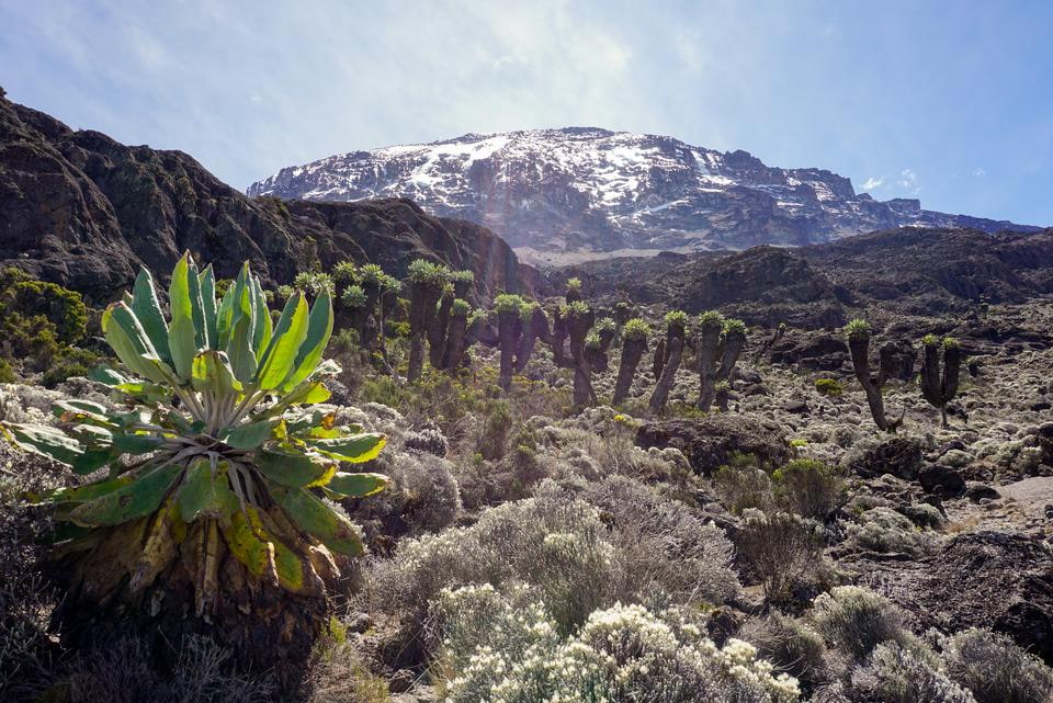 Kilimanjaro Trekking