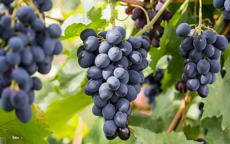 Rotwein Rebe
