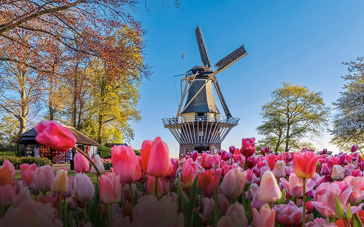 rosa Tulpen in Keukenhof