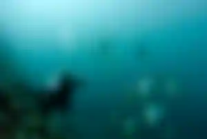 Taucher beobachtet Fledermausfische beim Tauchen im Ozean der Malediven