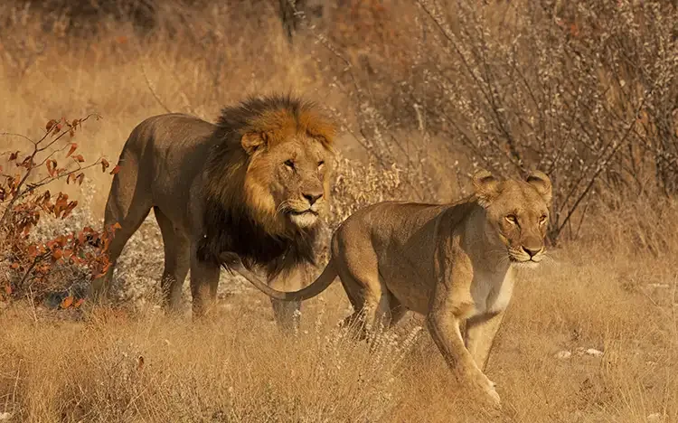 Löwenpaar in der trockenen Savanne des Etosha-Nationalparks in Namibia.