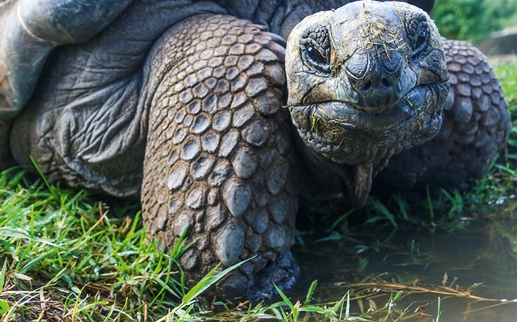 Galapagos Schildkröte auf grünem Gras