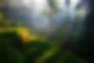 Grüne Reisterrassen auf Bali mit Palmen und Sonnenstrahlen in tropischer Landschaft