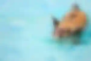Schwein schwimmt im kristallklaren Wasser vor der Insel Exuma auf den Bahamas, umgeben von türkisblauem Karibikmeer.