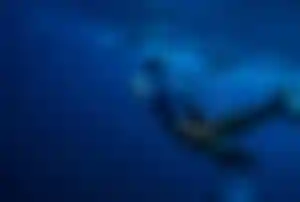 Schnorchler schwimmt unter Wasser mit mehreren Delfinen im tiefblauen Meer auf den Malediven