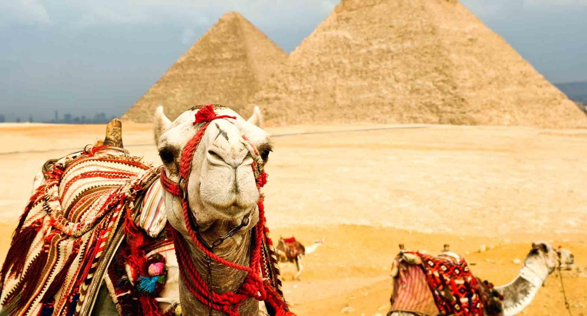 Ägypten Urlaub Kamele in Aegypten