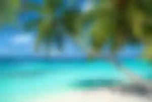 Tropischer Sandstrand in der Karibik mit über das Wasser ragender Palme, weißem Sand und kristallklarem türkisfarbenem Meer.