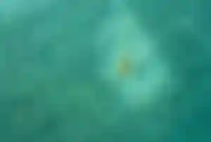 Riffhai schwimmt zwischen einem großen Fischschwarm in flachem, klarem Wasser der Malediven
