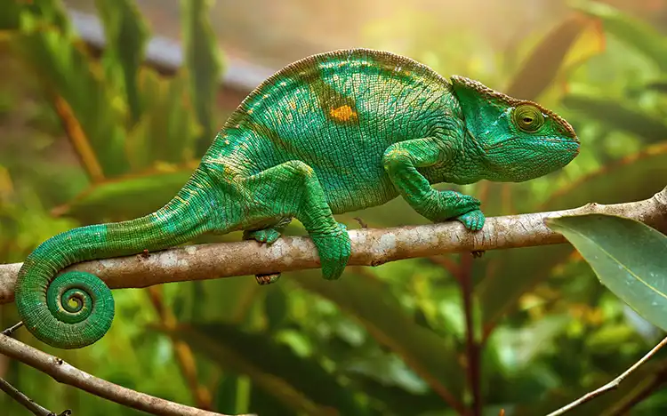 Madagaskar
