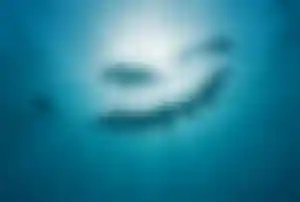 Schnorchler schwimmen neben einem Hai im Sonnenlicht im Meer der Malediven