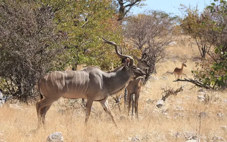 Große Kudus im Etosha-Nationalpark in Namibia, umgeben von trockener Savanne und Büschen.