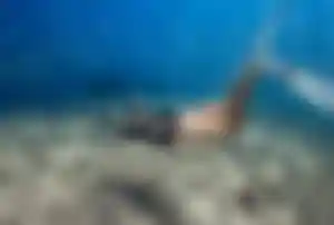 Schnorchler fotografiert einen Hai unter Wasser beim Schnorcheln auf den Malediven