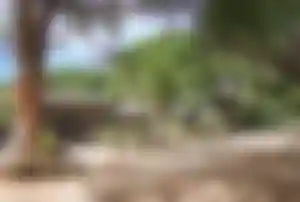 Feriendorf Zum Störrischen Esel in Calvi auf Korsika Feriendorf Zum Störrischen Esel in Calvi mit schattiger Gartenanlage und Aufenthaltsbereich