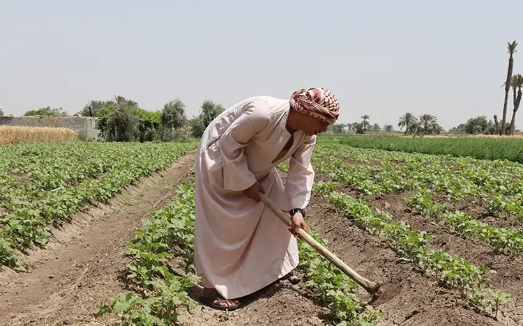 Person arbeitet mit einer Hacke auf einem bewässerten Feld mit grünen Pflanzen in einer ländlichen Region Ägyptens.