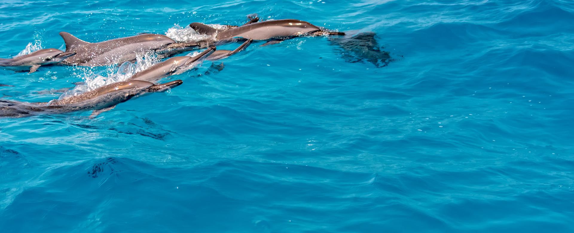 Bootsausflug zu den Delfinen auf den Malediven