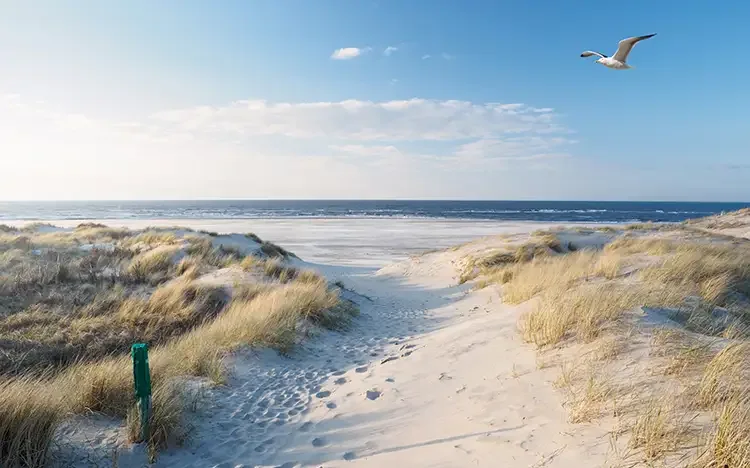 Dünenlandschaft mit Sandweg zum Meer und Möwe im Flug über der Nordsee.