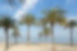 Palmen am Sandstrand von S’Arenal auf Mallorca mit ruhigem Meer, blauem Himmel und vereinzelten Wolken.