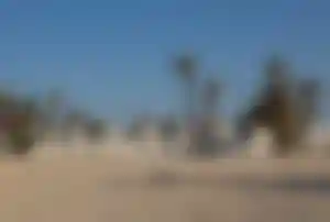 Traditionelle Kuppelhäuser und Palmen auf Djerba in Tunesien