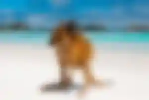 Känguru steht auf einem weißen Sandstrand mit türkisfarbenem Meer und Wellen im Hintergrund