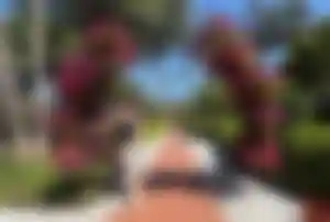 Person steht unter einem runden Blumenbogen mit pinkfarbenen Blüten in einer gepflegten Gartenanlage in Antalya, im Hintergrund Palmen und ein gemauerter Weg.