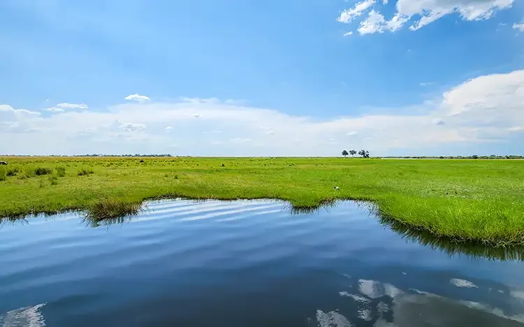 Blick auf den Chobe-Fluss mit grünen Ufern und blauem Himmel in Botswana.