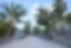 : Straße auf der Insel Rasdhoo auf den Malediven mit Palmen und Häusern