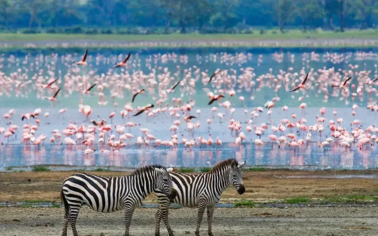 Zwei Zebras am Ufer eines Sees mit zahlreichen Flamingos im Hintergrund, die im Wasser stehen und fliegen