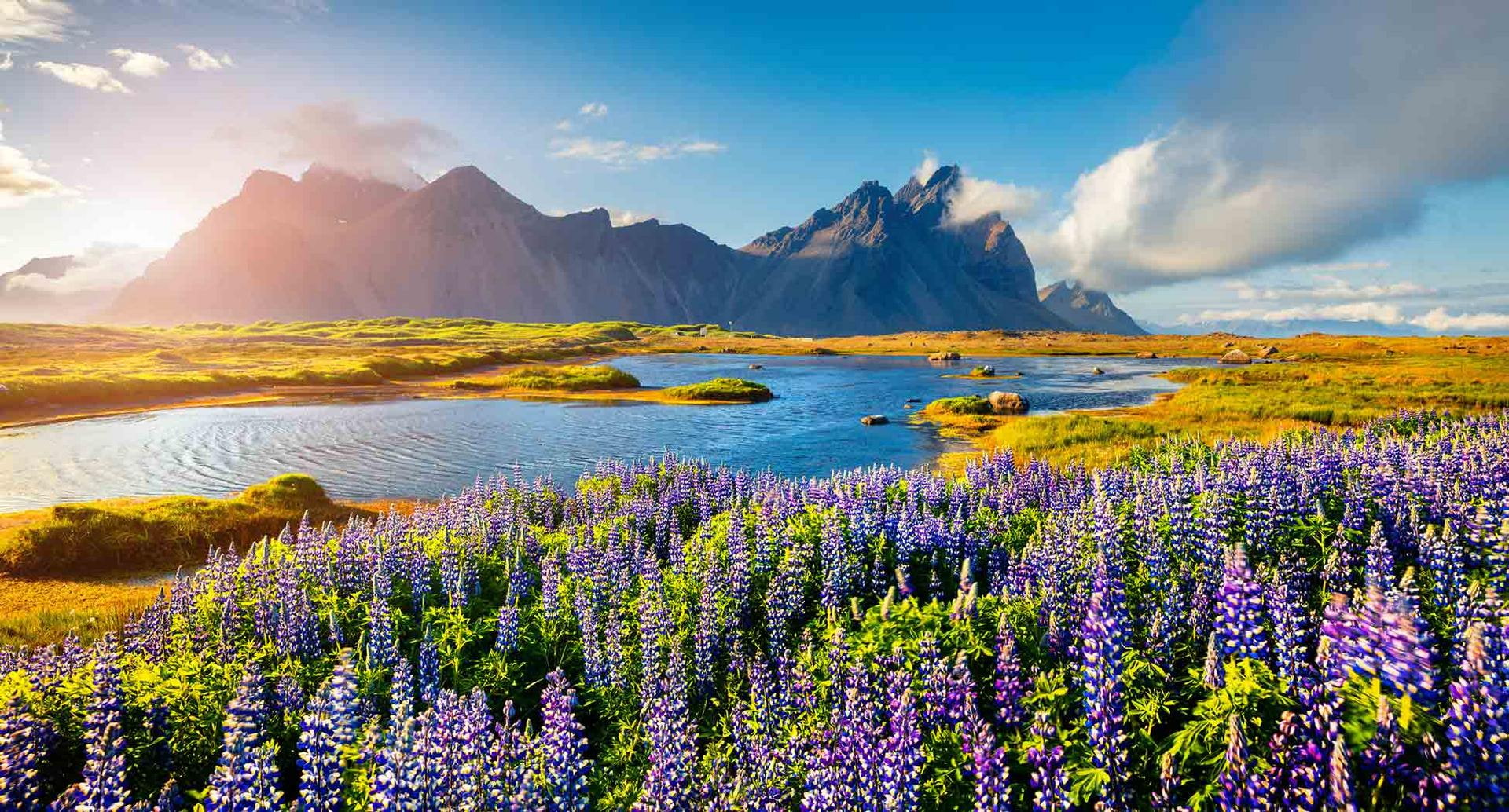 Islands Landschaft mit lila Blumen im Vordergrund