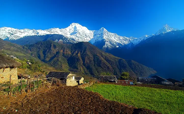Blick auf das Annapurna-Massiv mit schneebedeckten Gipfeln und grünen Terrassenfeldern im Vordergrund.