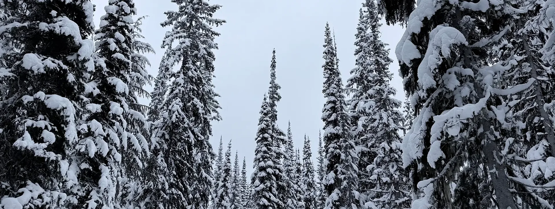 Verschneite, hohe Tannen in einer winterlichen Waldlandschaft unter grauem Himmel